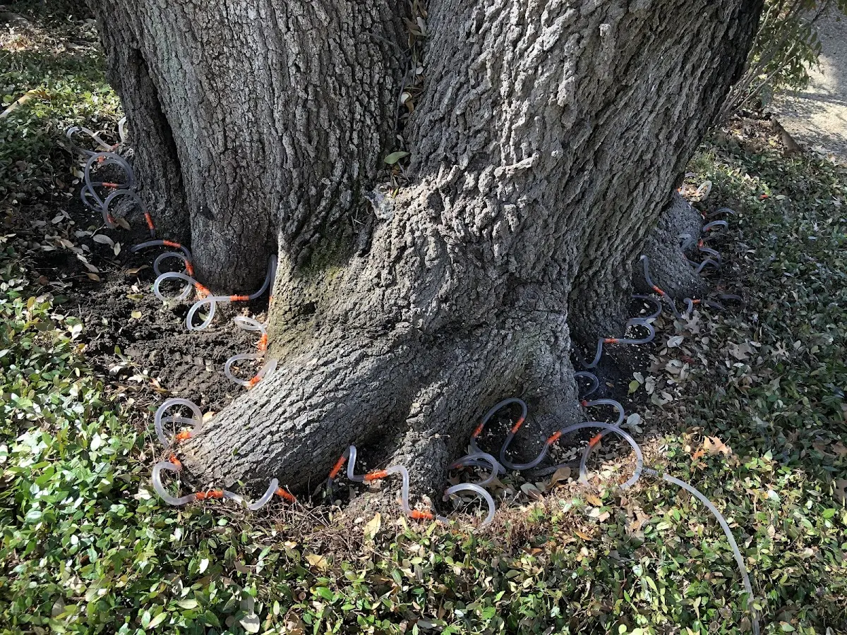 Detailed Tree Cabling and Bracing job site in Honesdale