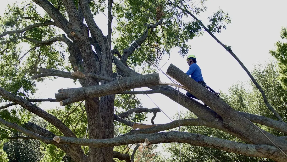 Professional Crown Thinning performed by certified arborists in Honesdale