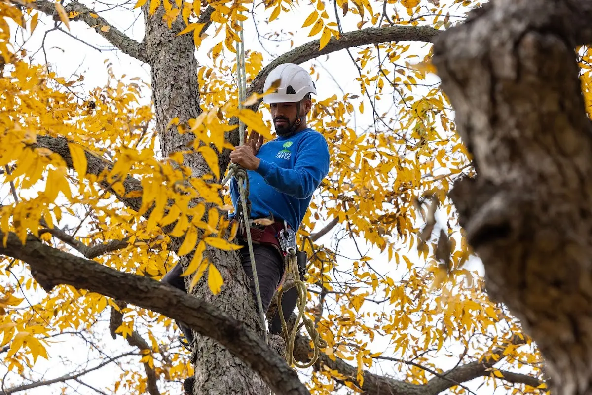 Skilled Tree Pruning crew working in Honesdale
